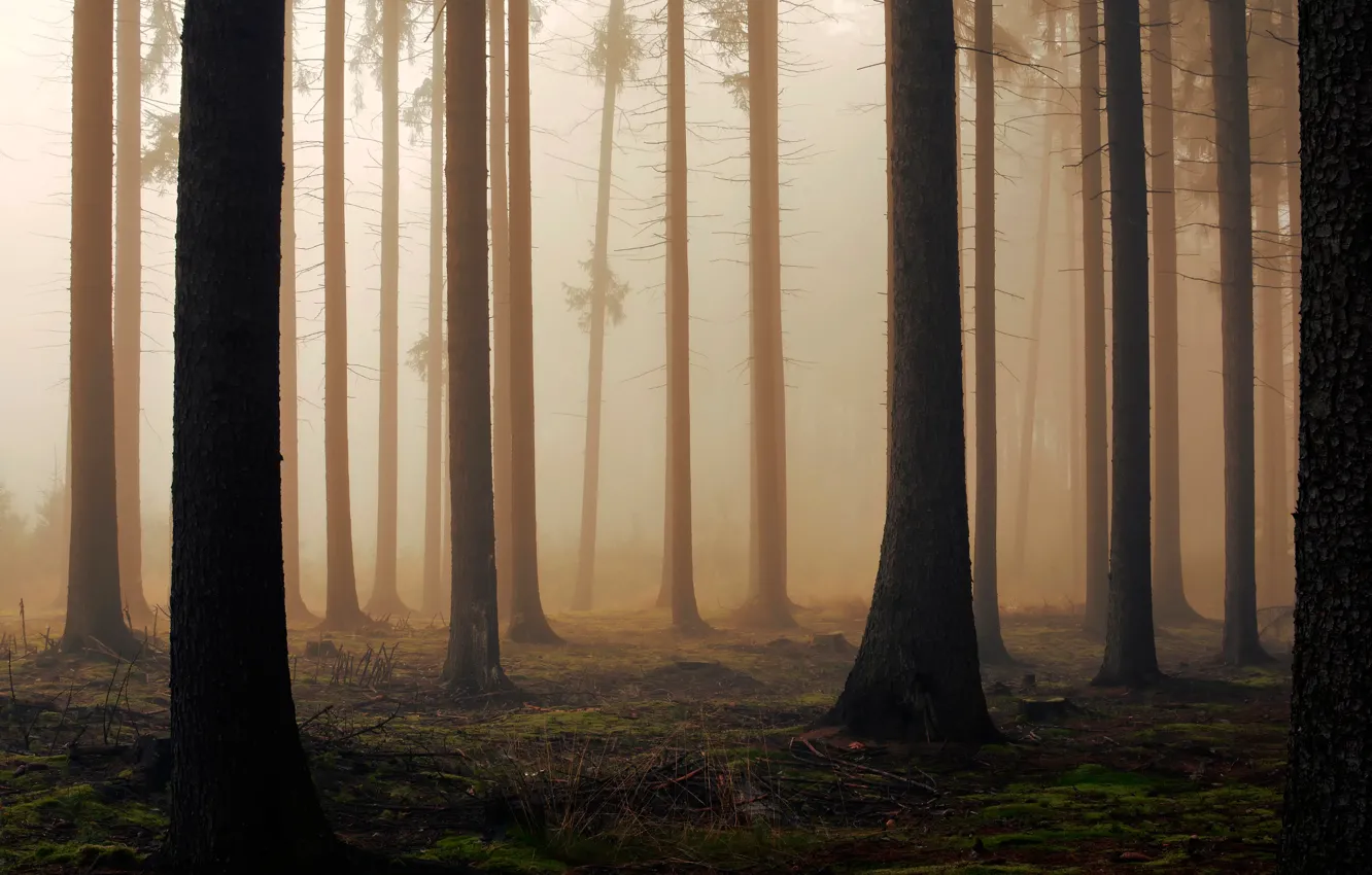 Photo wallpaper forest, trees, fog, morning