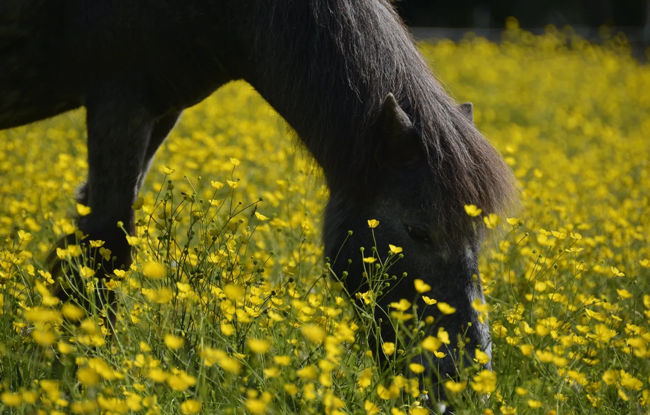 Photo wallpaper face, flowers, horse, glade, horse, yellow, black, pony