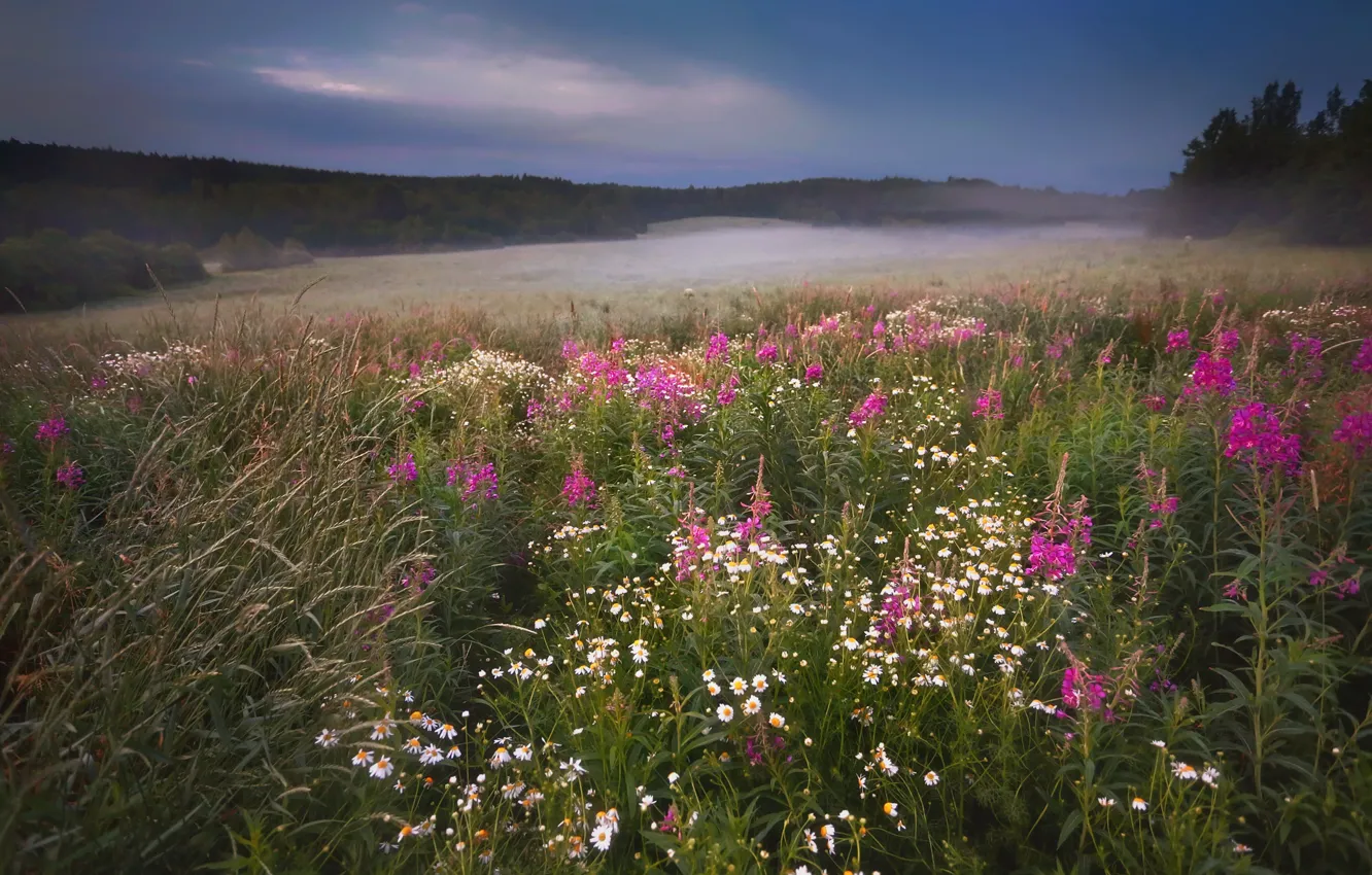 Photo wallpaper flowers, morning, meadow, Ivan-tea