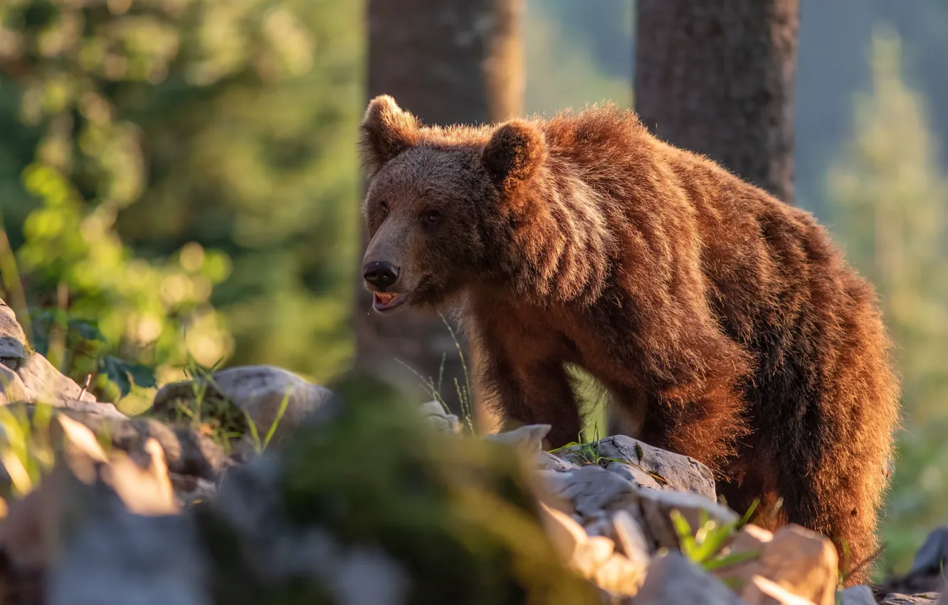 Photo wallpaper stones, bear, bokeh, the Bruins