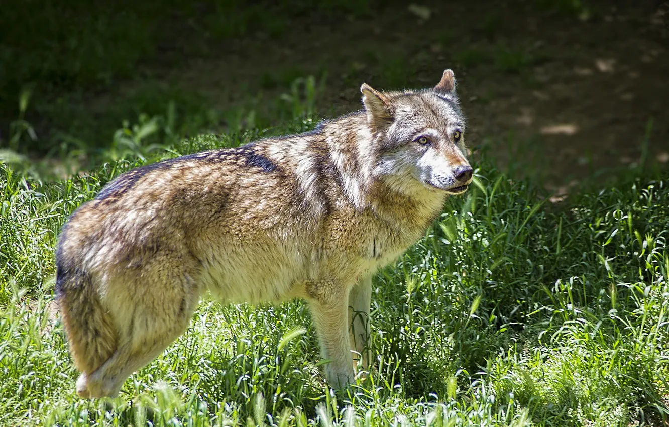 Photo wallpaper Predator, nature, snow, face, animal, wolf, wolves, canis lupus