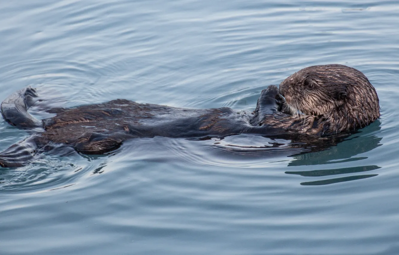 Photo wallpaper animal, Otter, willife