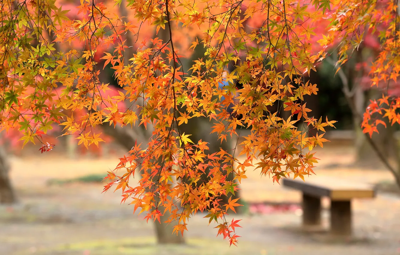 Photo wallpaper autumn, leaves, trees, branches, Park, foliage, shop, bokeh