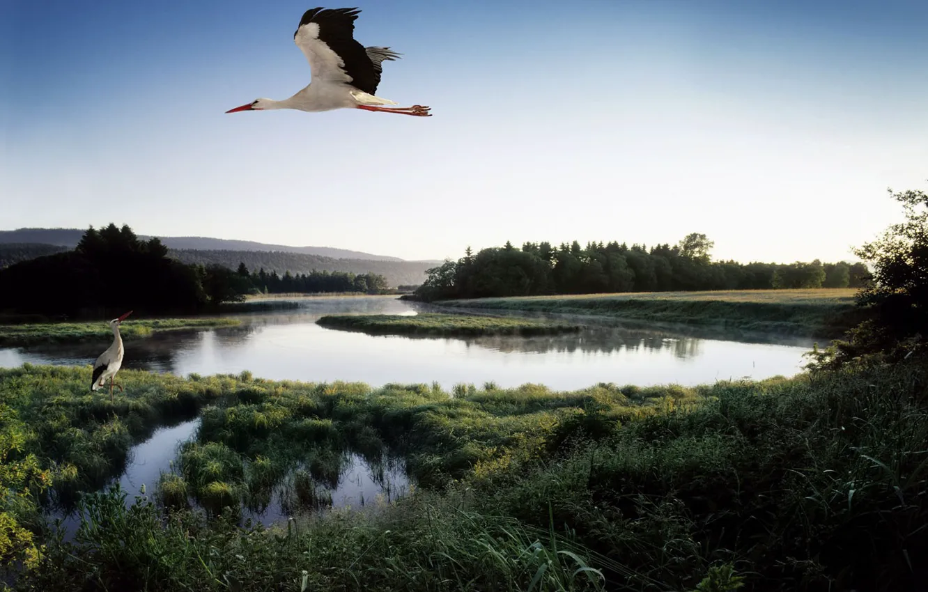 Photo wallpaper lake, pond, bird, stork