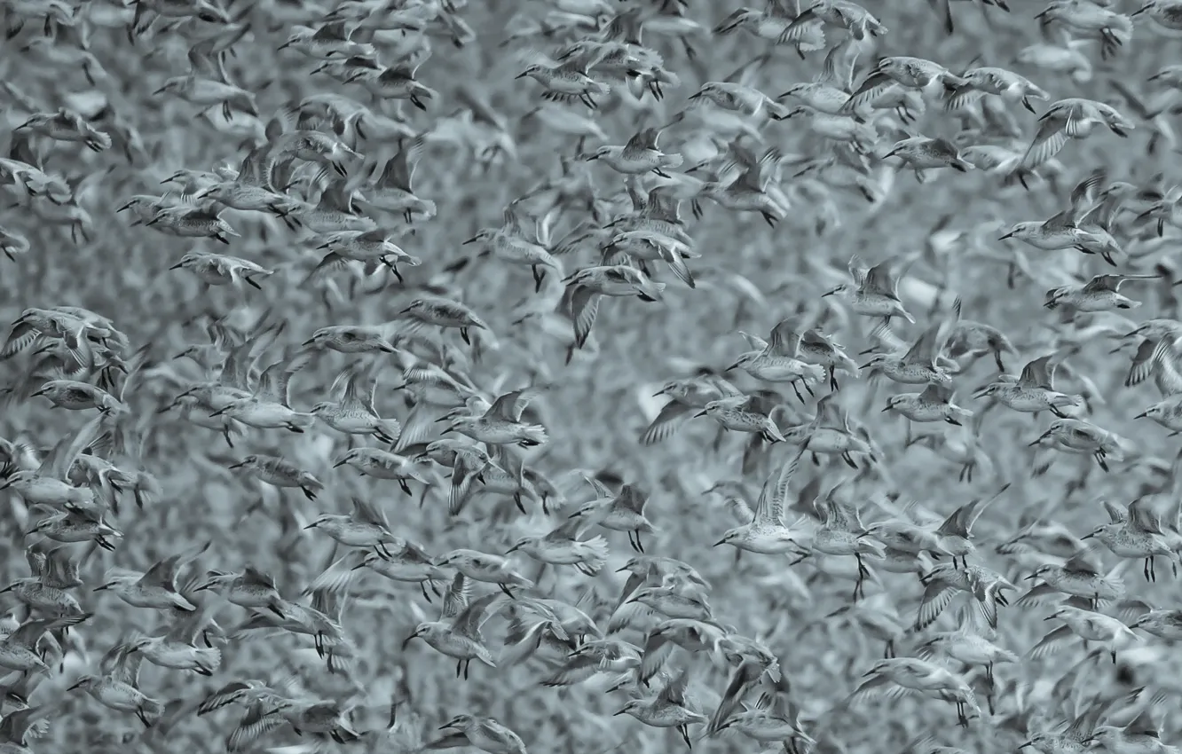 Photo wallpaper nature, bird, pack