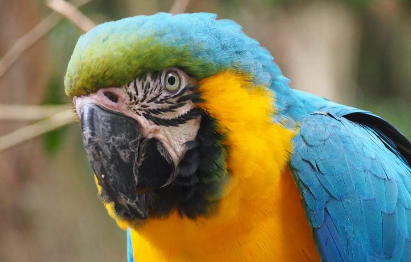 Photo wallpaper bird, feathers, parrot, colorful, Ara, Exotic