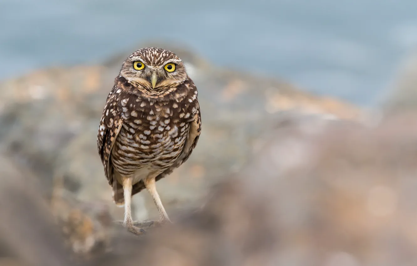Photo wallpaper background, owl, bird, owl
