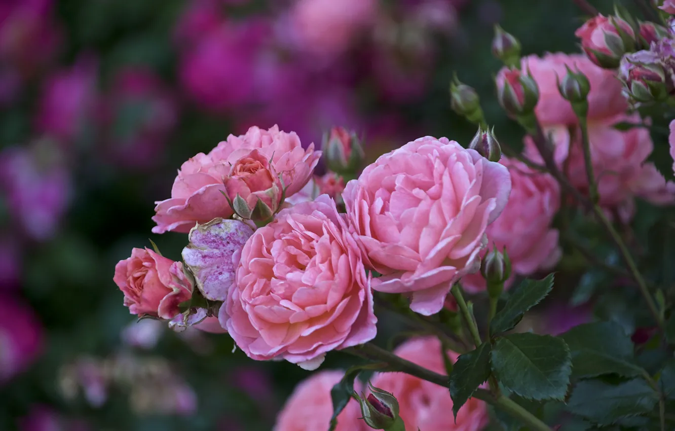 Photo wallpaper pink, Bush, roses