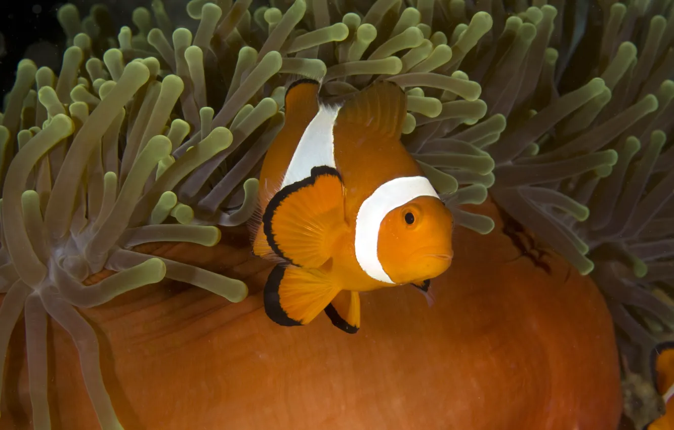 Photo wallpaper sea, anemones, clown fish