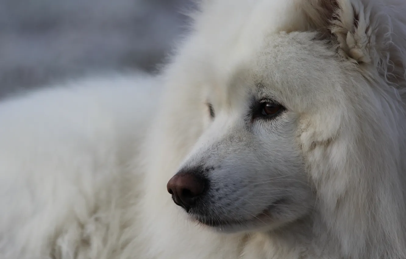 Photo wallpaper face, dog, dog, Samoyed