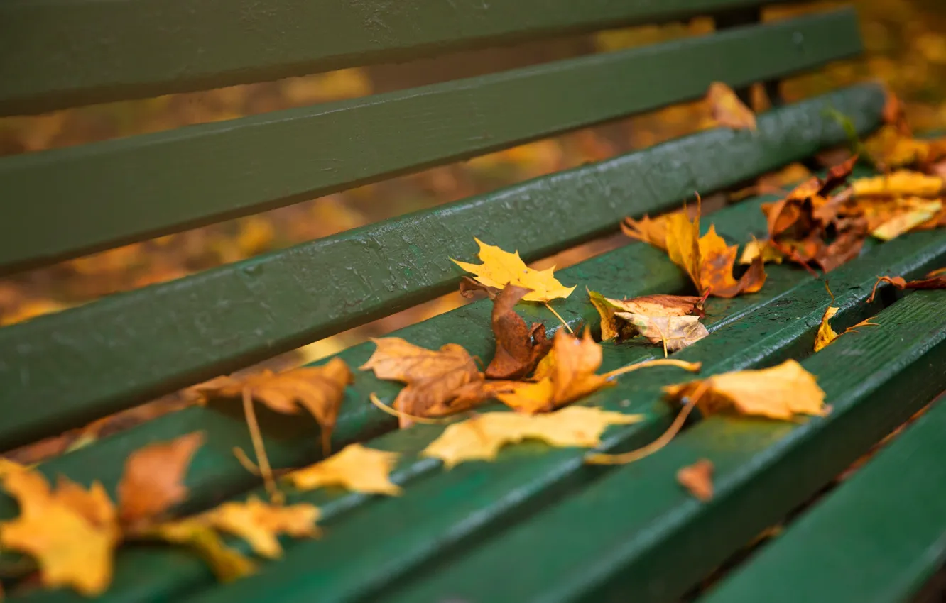 Photo wallpaper autumn, bench, Board, yellow, falling leaves, maple, autumn leaves, lvaochka