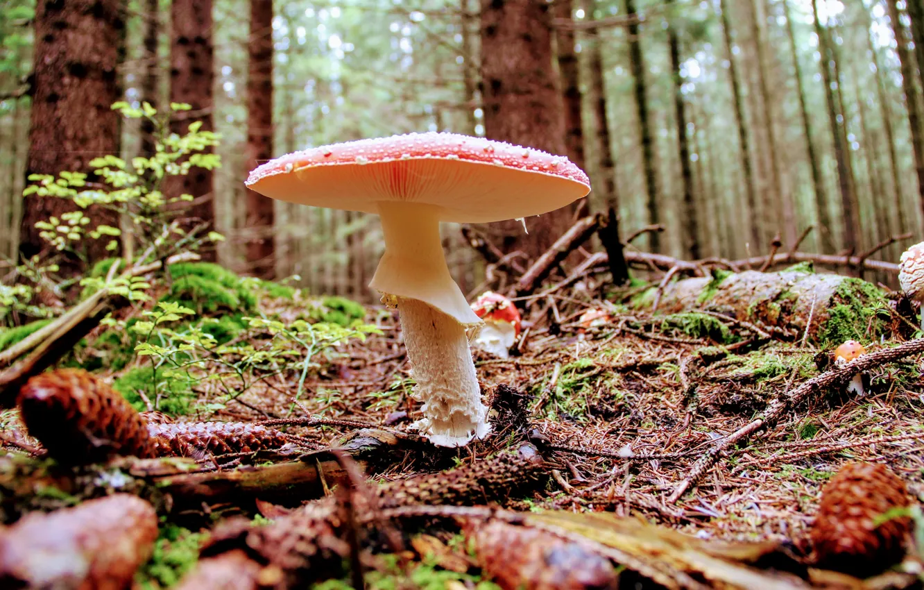 Photo wallpaper forest, mushroom, cone, toadstool