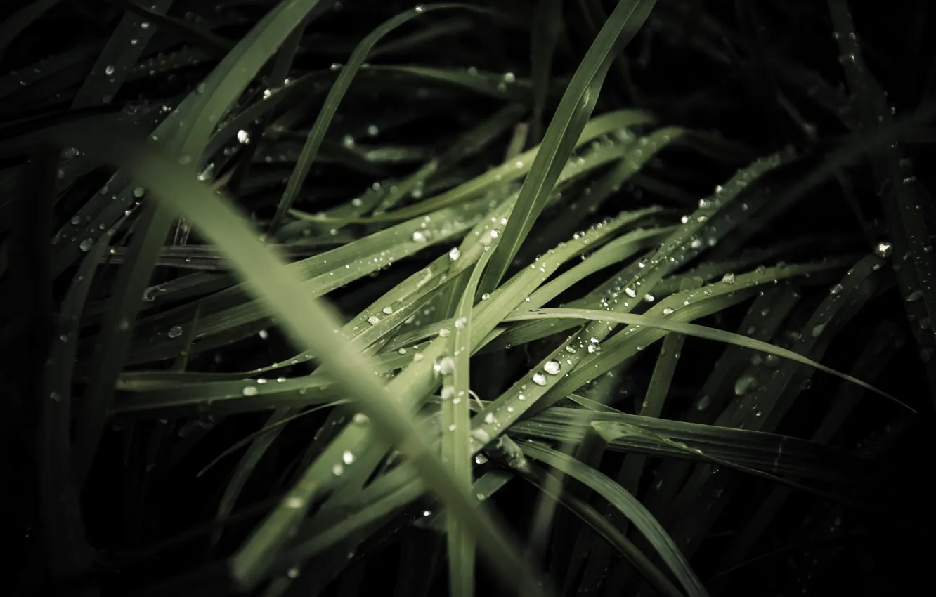 Photo wallpaper grass, drops, Rosa, rain, dark Wallpapers