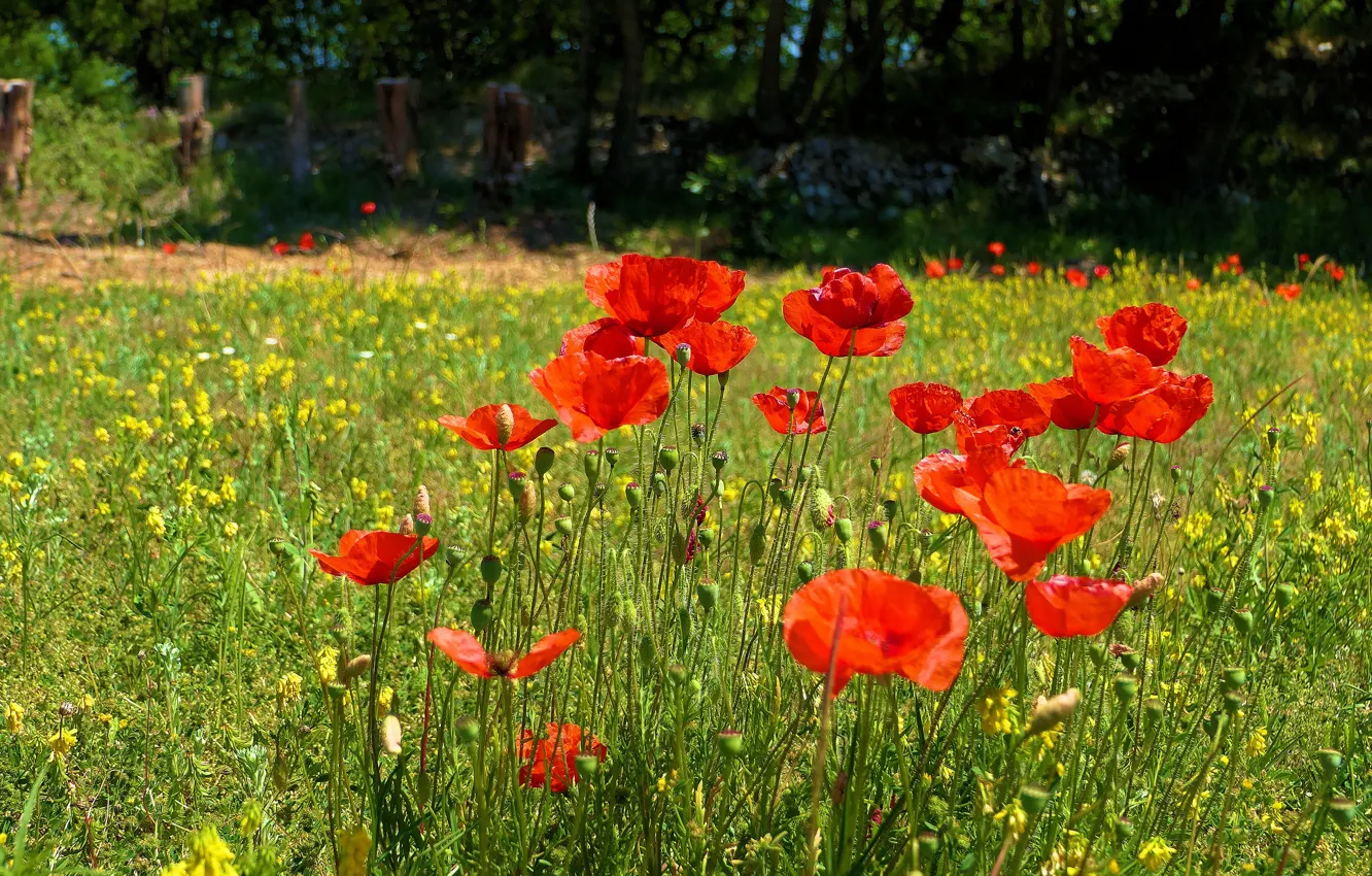 Wallpaper Greens Summer Grass Flowers Nature Glade Maki Red For