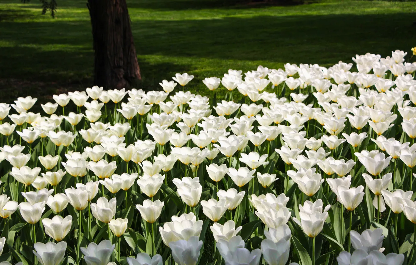 Photo wallpaper trees, flowers, Park, spring, garden, tulips, white, flowerbed