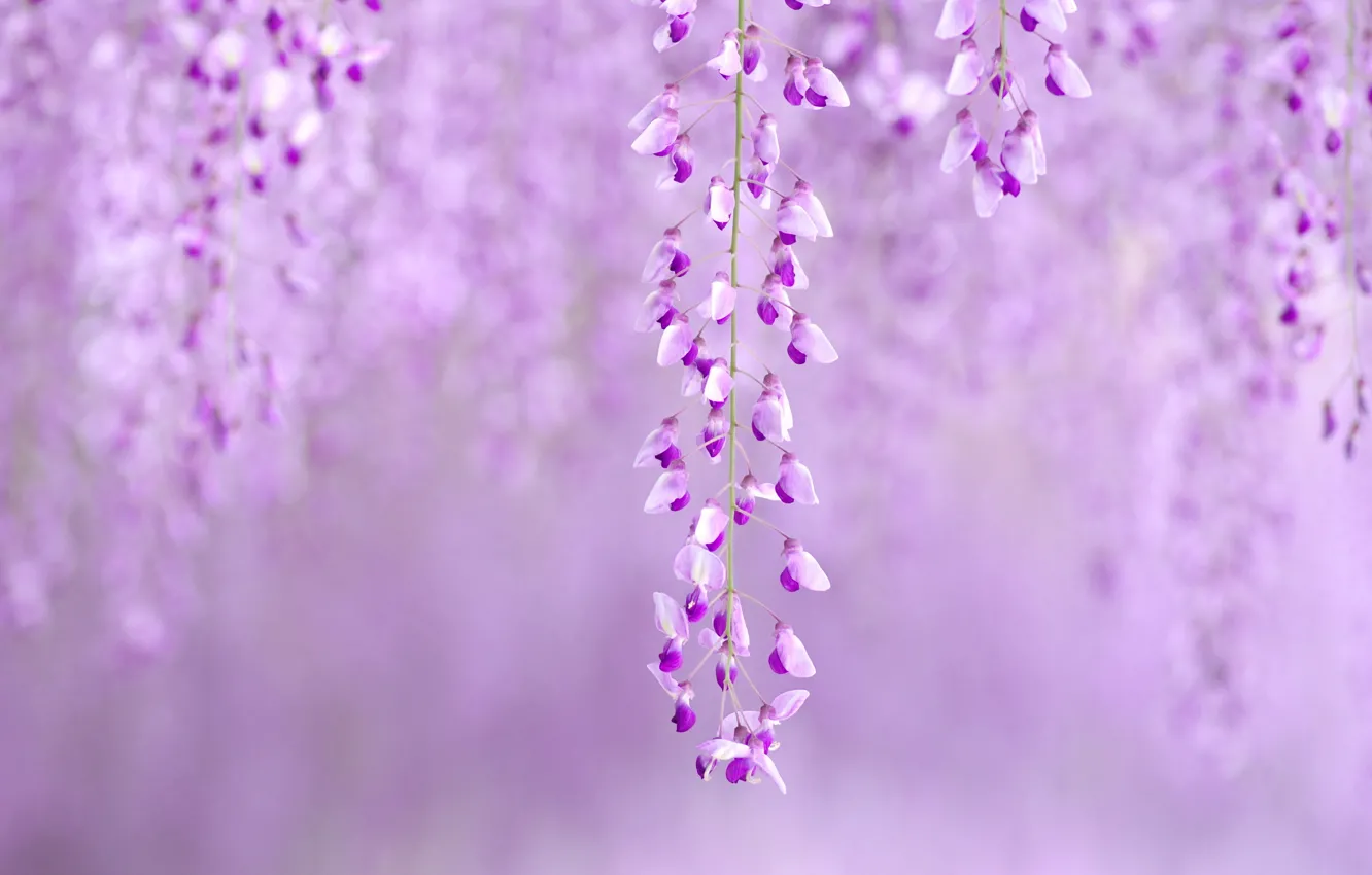 Photo wallpaper trees, nature, color, spring