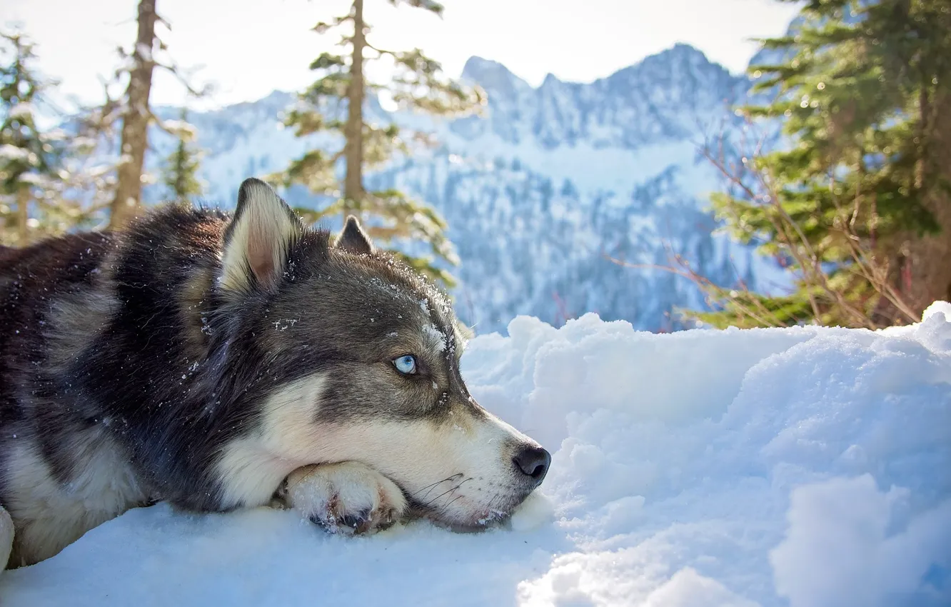 Photo wallpaper winter, look, face, snow, trees, mountains, nature, animal