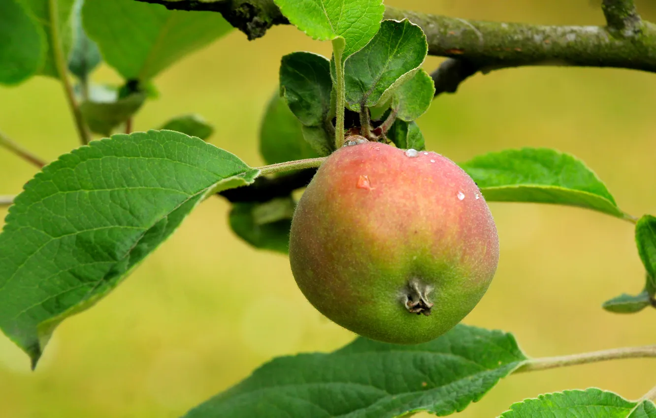 Photo wallpaper apple, fruit, twig