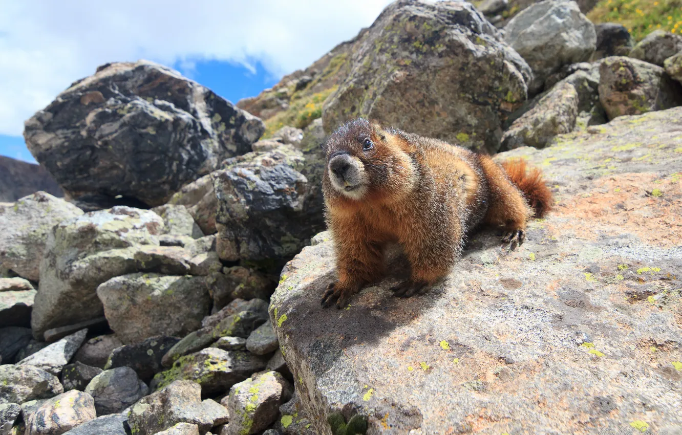 Photo wallpaper stones, marmot, animal