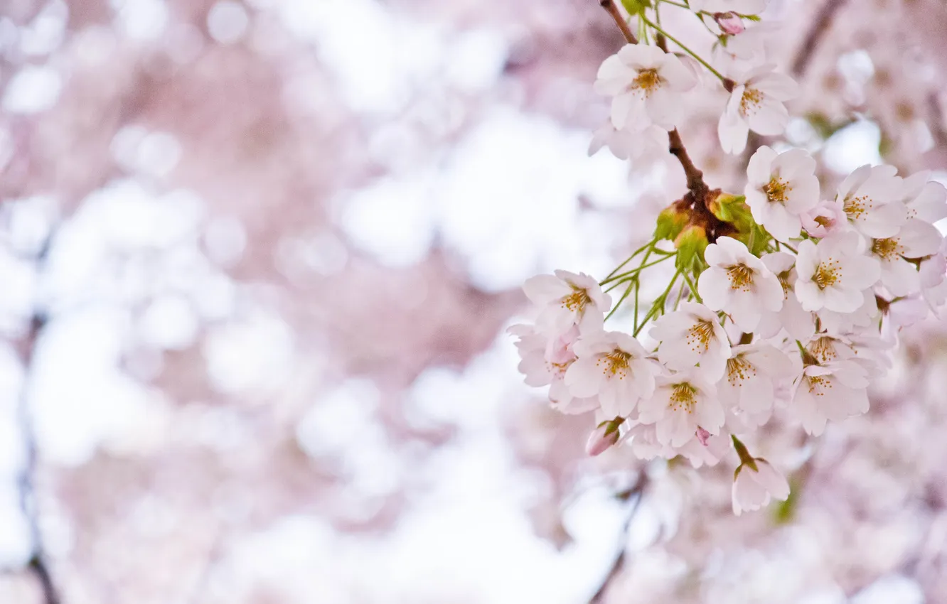 Photo wallpaper macro, light, trees, branches, cherry, pink, branch, spring