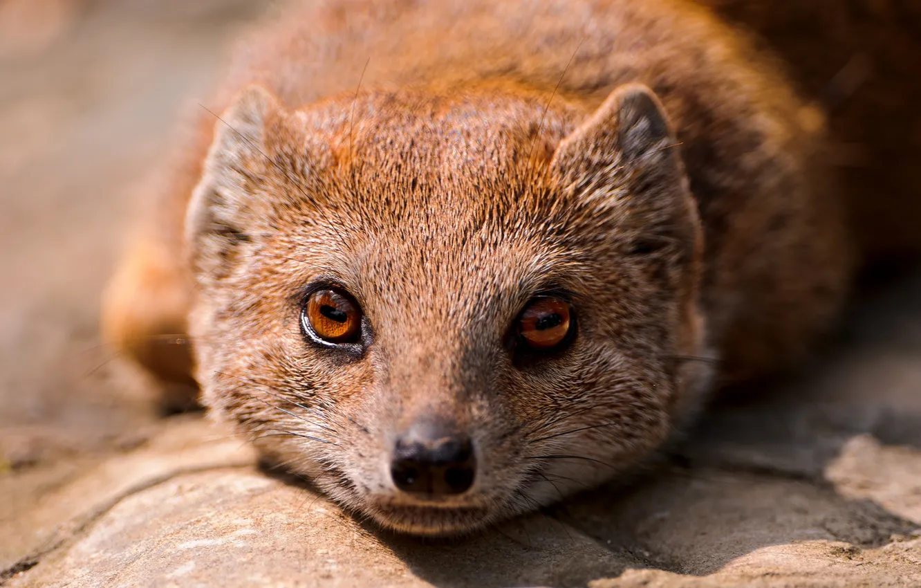 Photo wallpaper eyes, muzzle, looks, mongoose