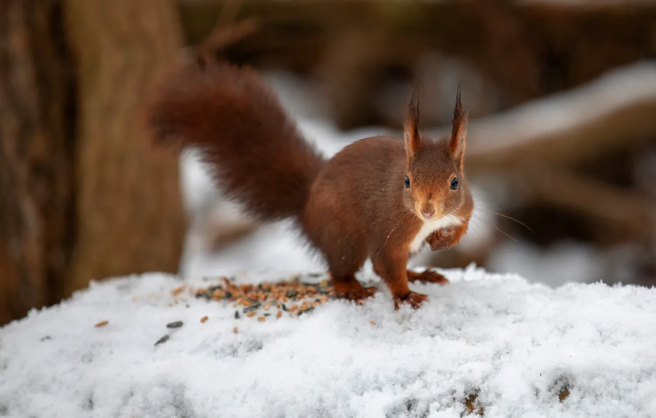Photo wallpaper trees, pose, seeds, snow, nature, winter, protein