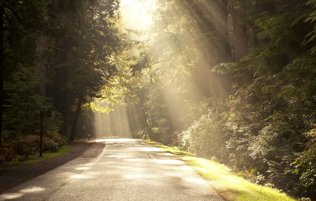 Photo wallpaper road, forest, light, trees