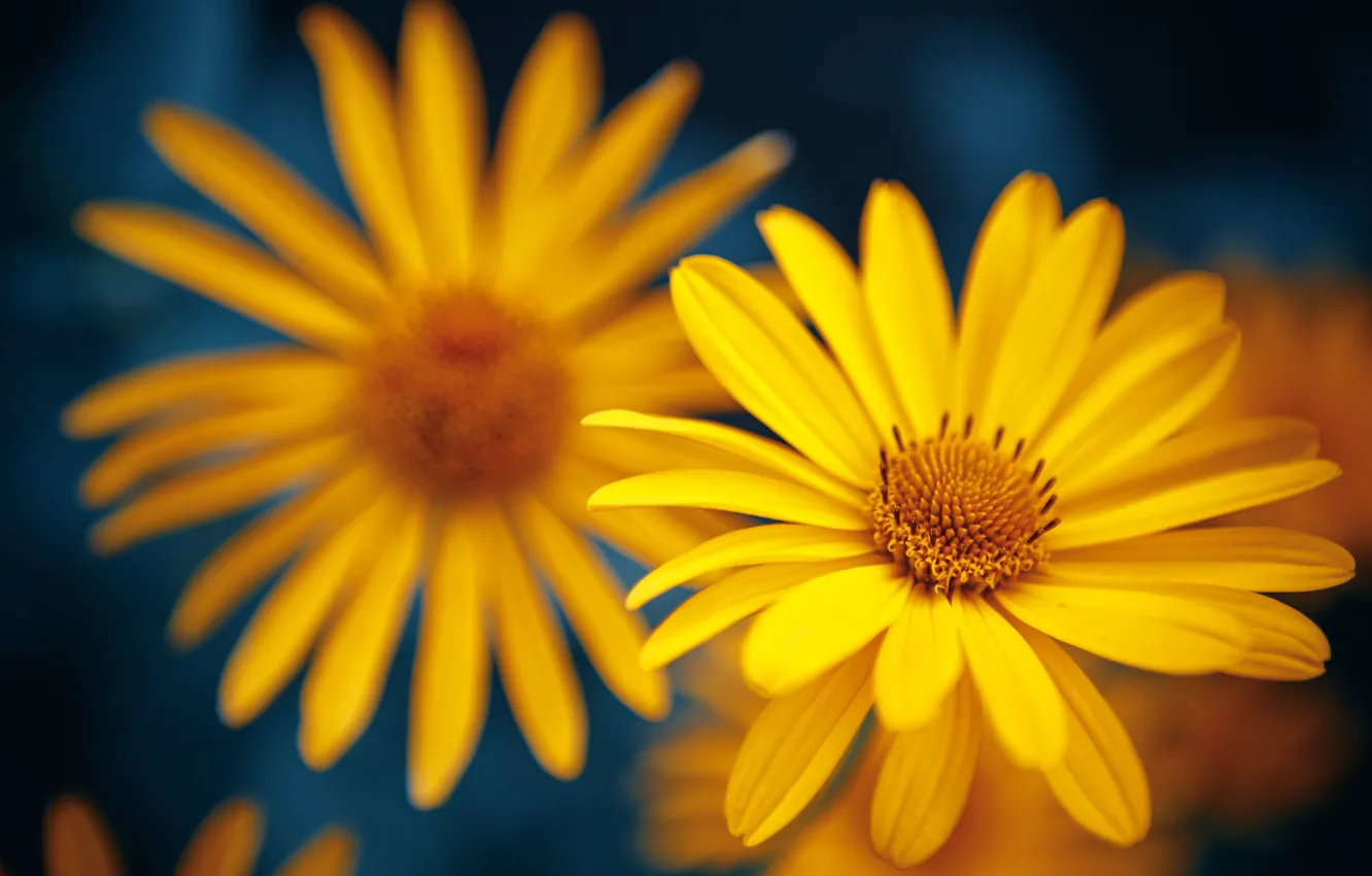 Photo wallpaper macro, petals, bokeh, doronikum, Yellow daisies