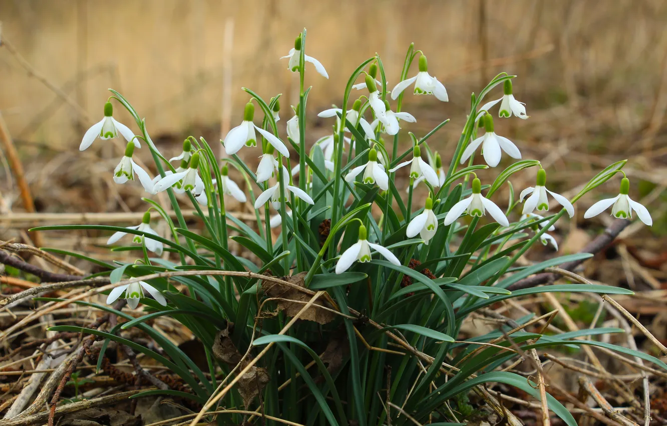 Photo wallpaper flower, Snowdrops, blooming