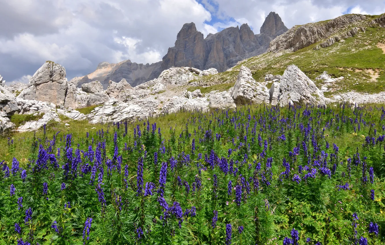 Photo wallpaper field, purple, summer, the sky, clouds, flowers, mountains, nature
