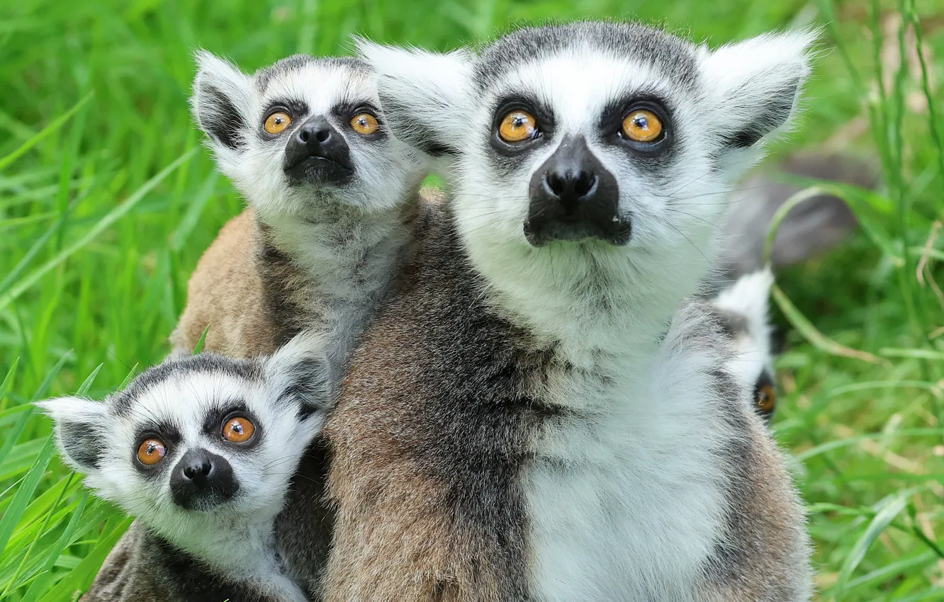 Photo wallpaper lemur, cub, a ring-tailed lemur, Katta