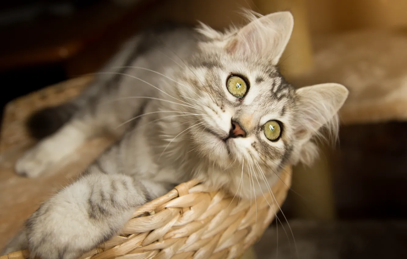 Photo wallpaper cat, cat, look, muzzle, basket, cat
