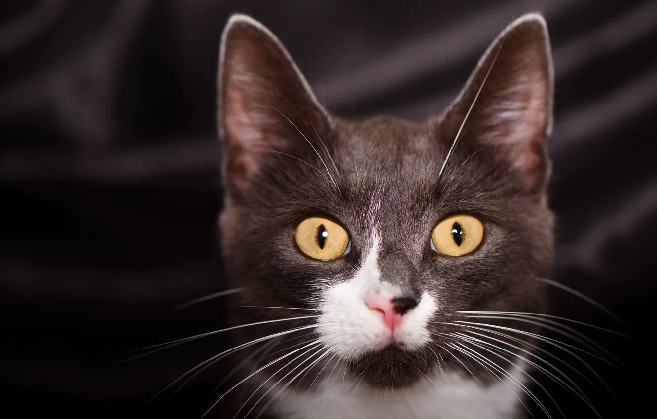 Photo wallpaper eyes, cat, mustache, look, cat