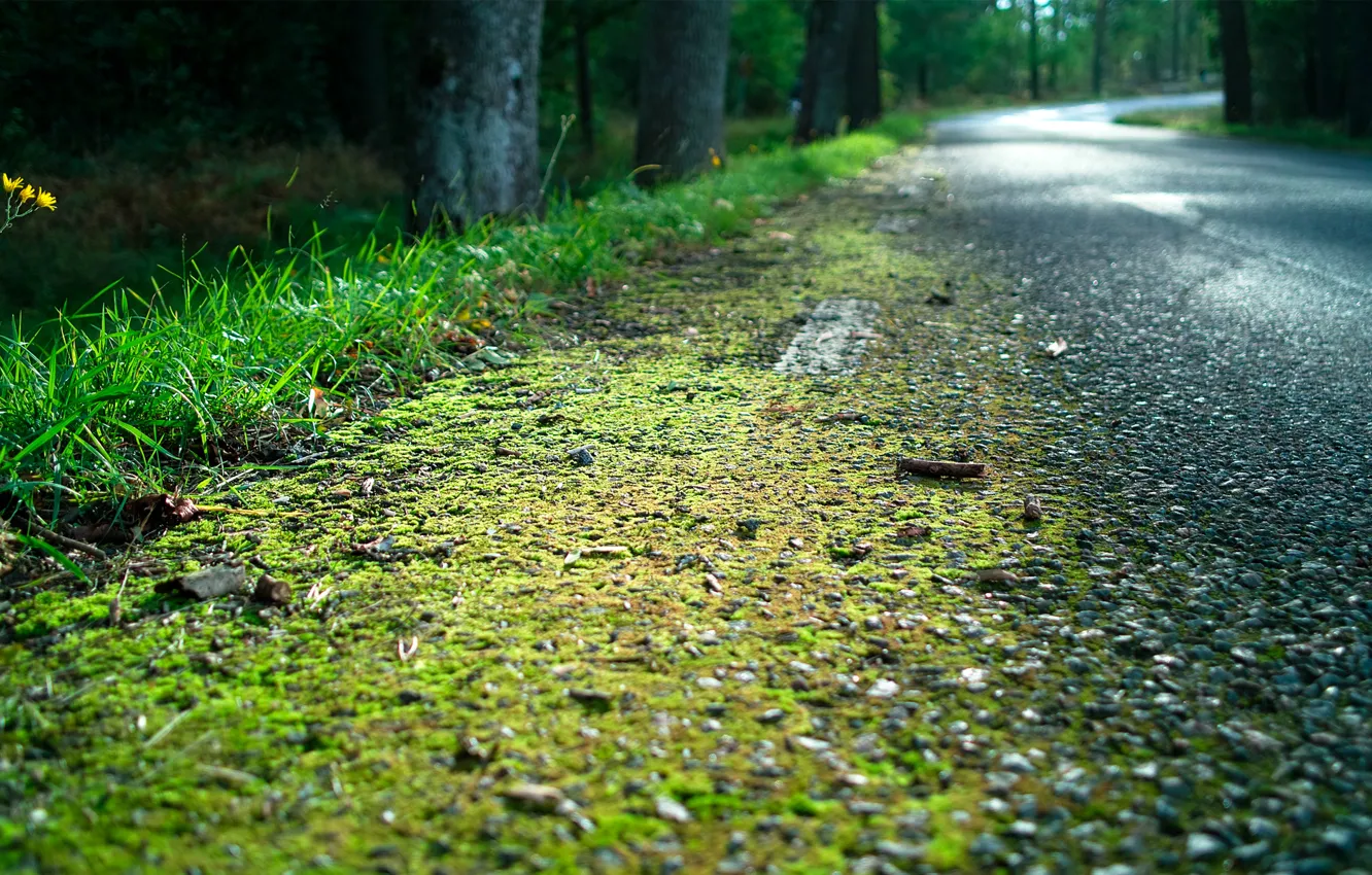 Photo wallpaper road, forest, grass, moss, roadside