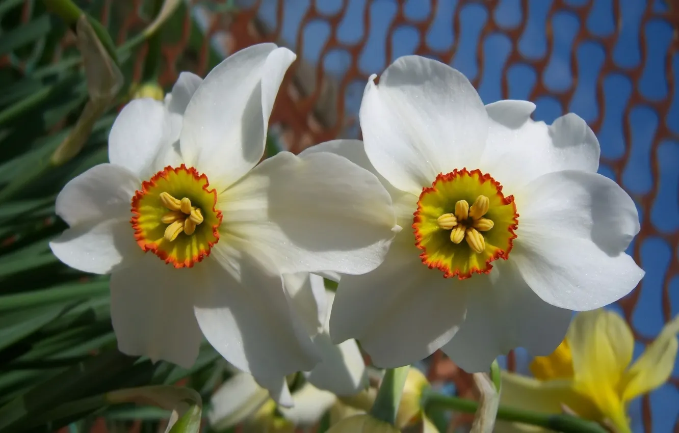 Photo wallpaper the sky, flowers, daffodils, Meduzanol ©, spring 2010