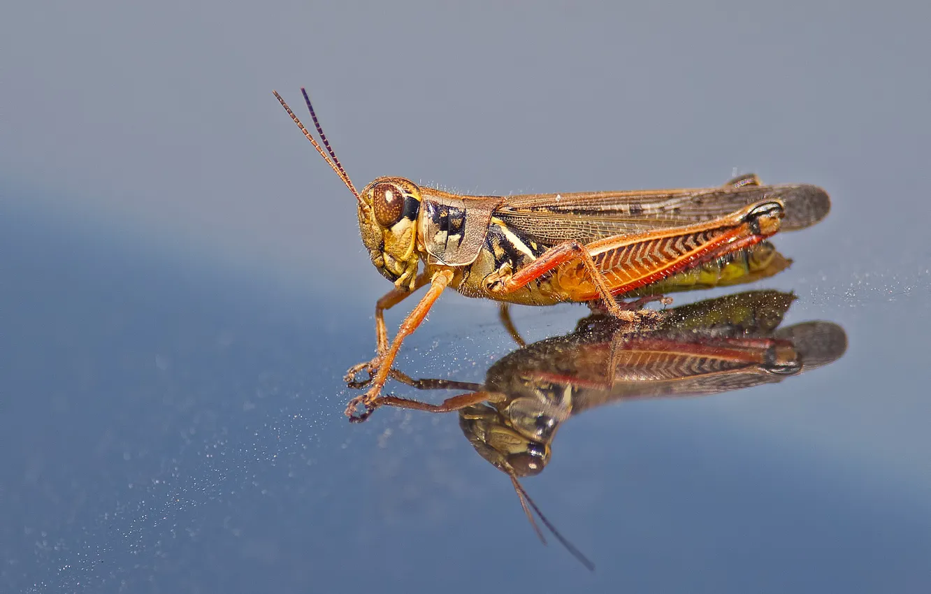 Photo wallpaper reflection, wings, head, insect, grasshopper