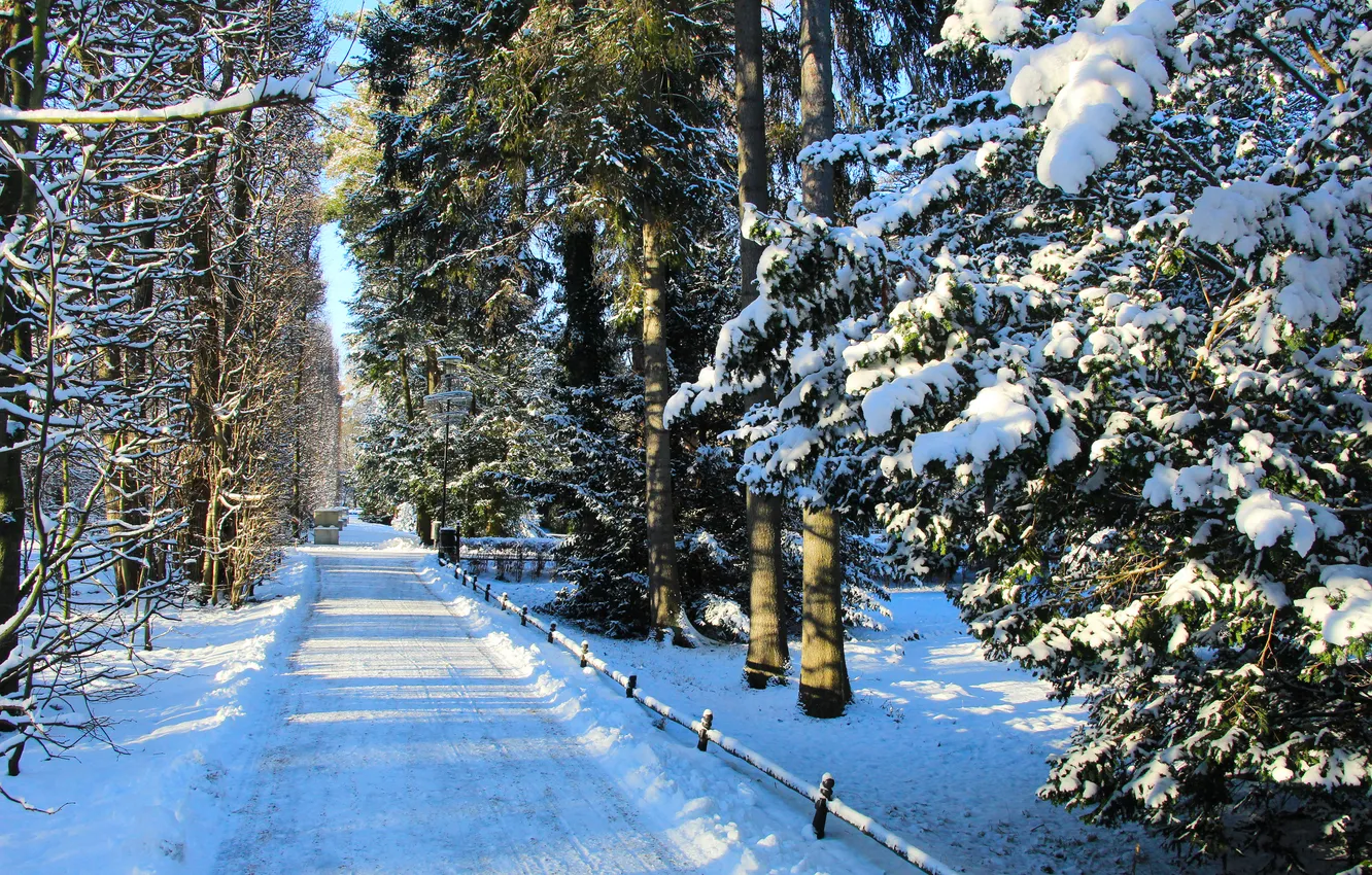 Photo wallpaper park, winter, snow, alley