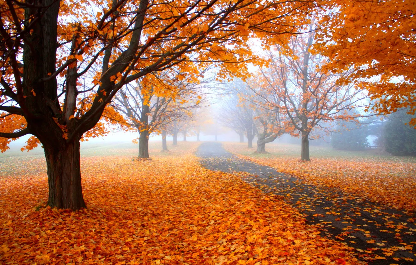 Photo wallpaper fog, track, falling leaves, autumn Park