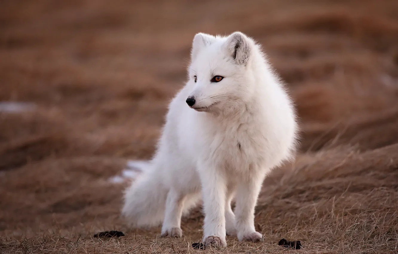 Photo wallpaper white, look, nature, pose, Fox