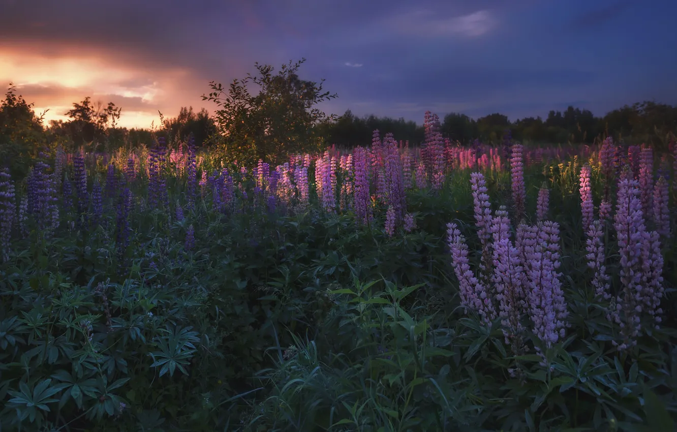 Photo wallpaper field, summer, landscape, flowers, nature, morning, lupins