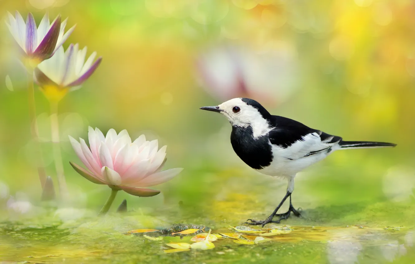 Photo wallpaper bird, spot, Nymphaeum