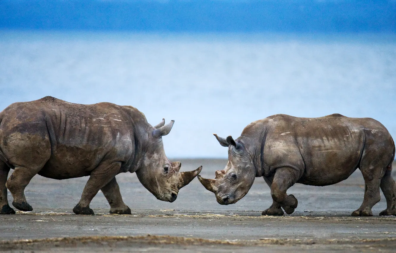 Photo wallpaper pair, moles, Mammals, Rhinoceroses