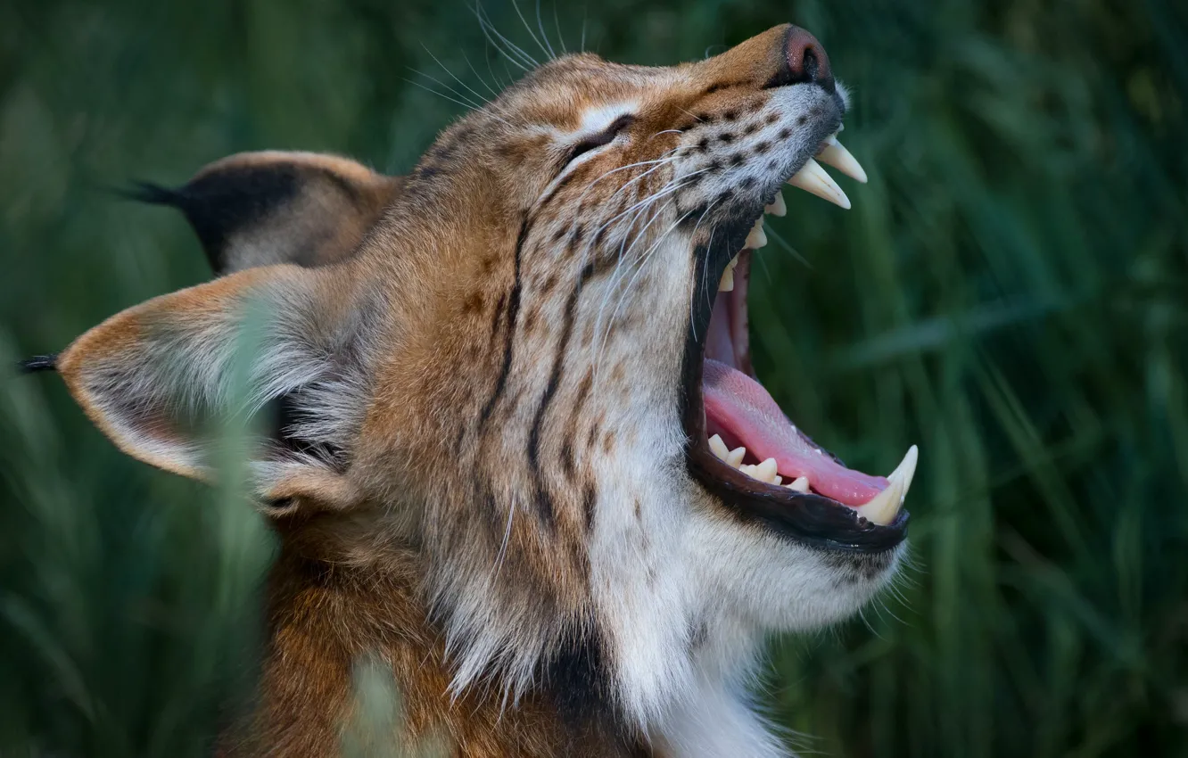 Photo wallpaper language, grass, look, face, nature, background, portrait, mouth