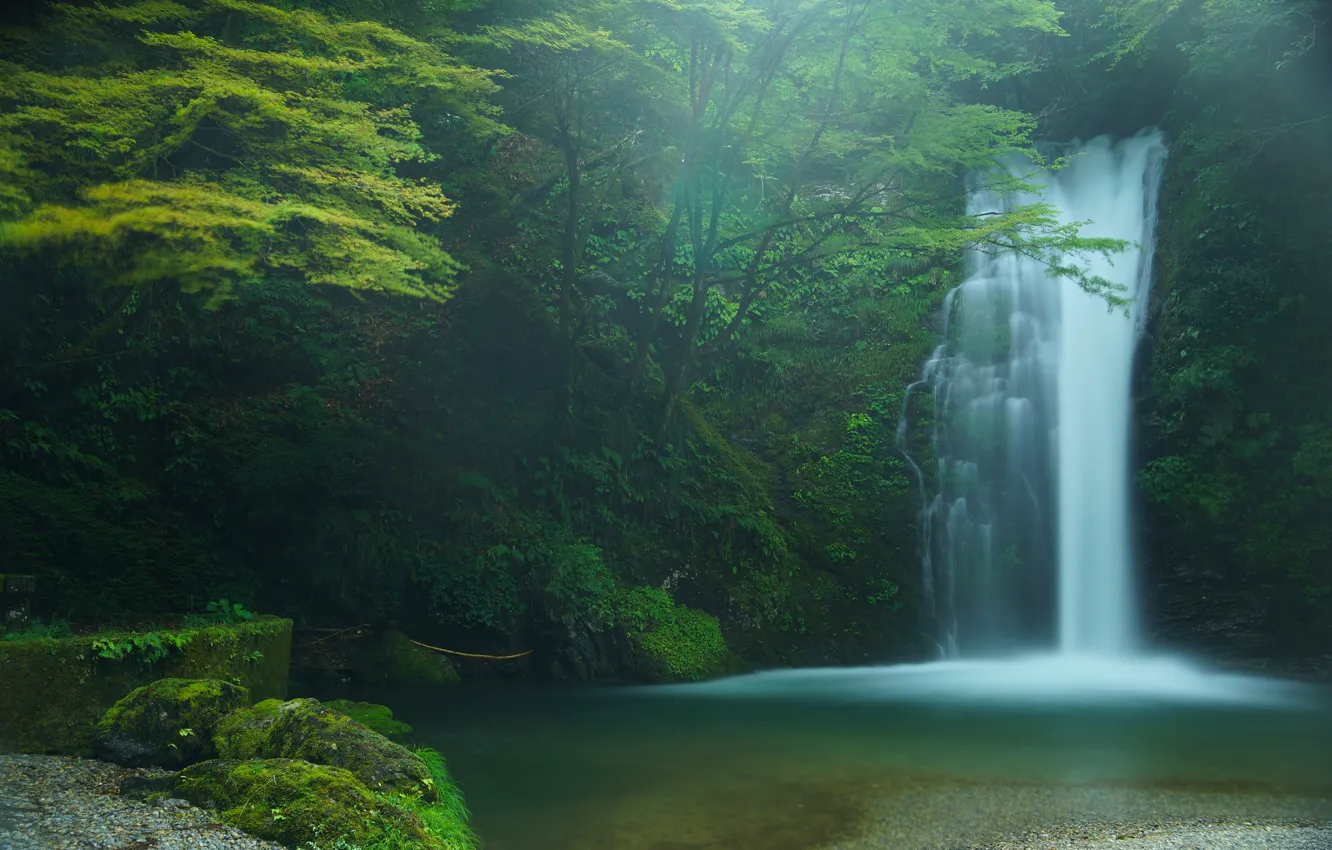 Photo wallpaper forest, trees, waterfall, Japan, Japan, Fujinomiya, Fujinomiya, Shiraito Falls