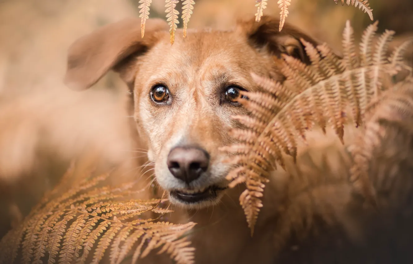 Photo wallpaper each, dog, fern