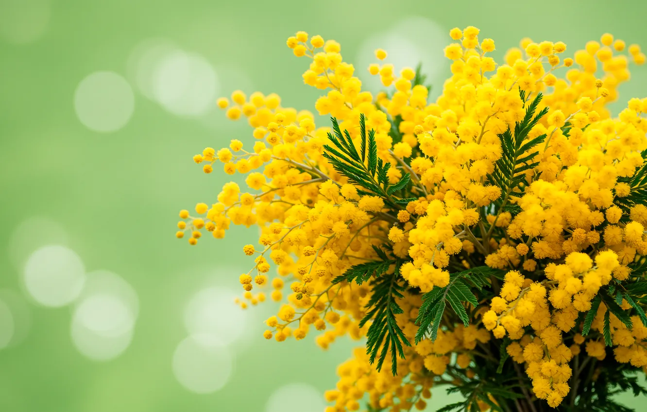 Photo wallpaper bouquet, wallpaper, March 8, bokeh, spring, bouquet, Mimosa, mimosa