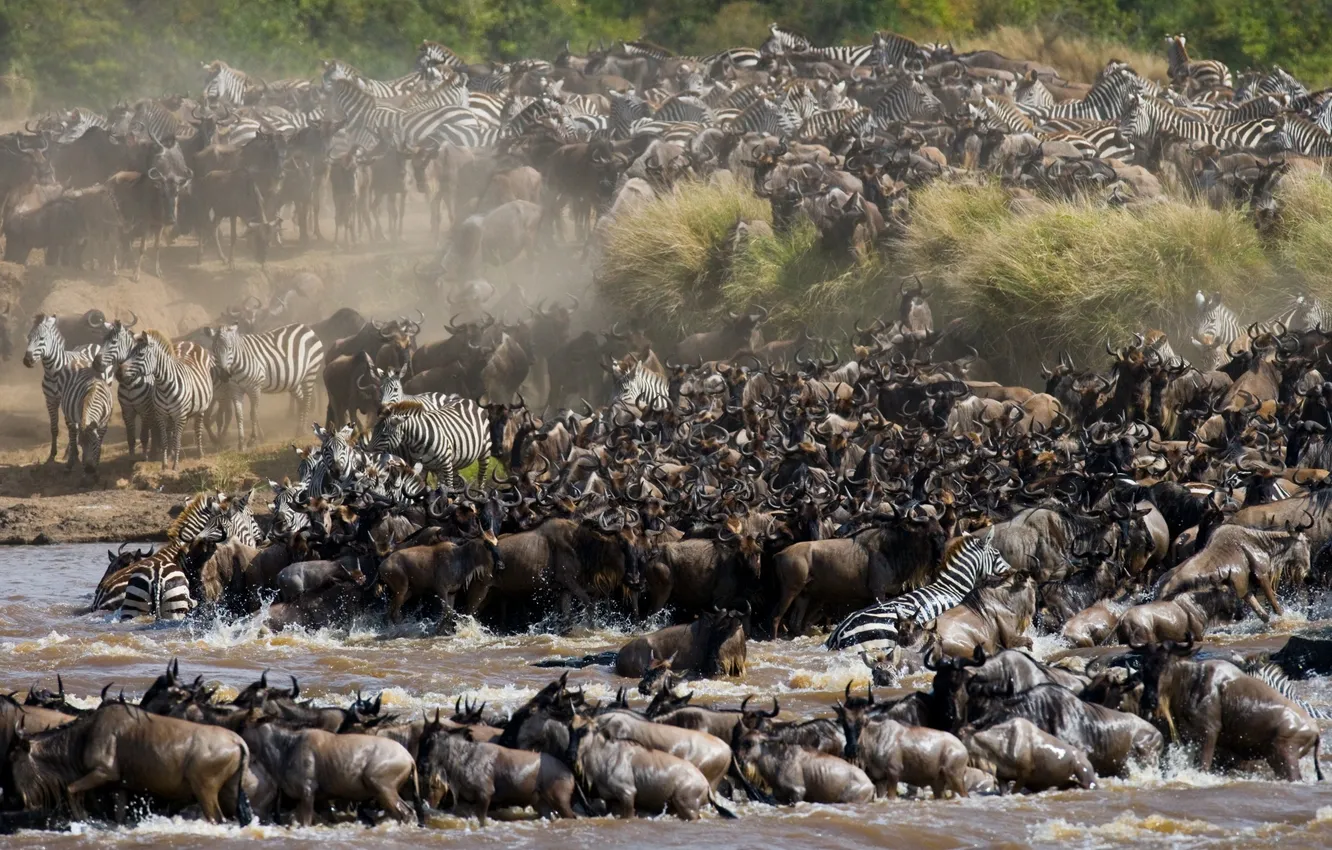 Photo wallpaper animals, nature, river, Savannah, Africa, drink, the great migration