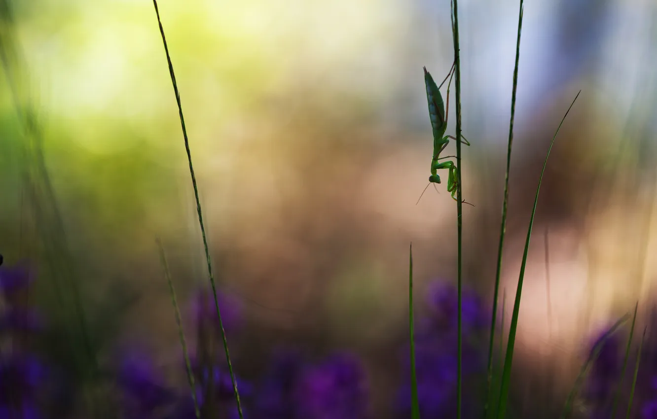 Photo wallpaper grass, flowers, background, mantis, grass