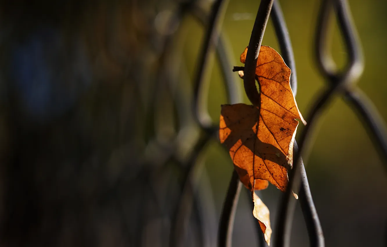 Photo wallpaper autumn, macro, photo, mesh, Wallpaper, the fence, leaf, wallpapers