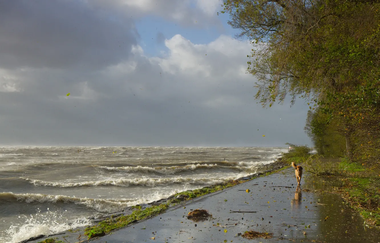 Photo wallpaper wave, storm, the wind, shore, dog